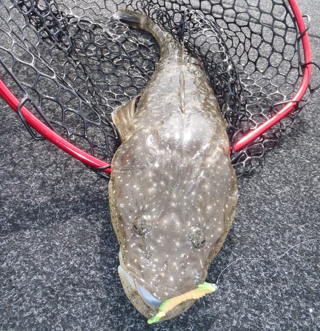 Dusky flathead and soft plastics go hand in hand © Gary Brown